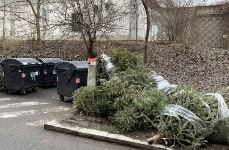 Harmonogram svozu vánočních stromků na území Budějc
