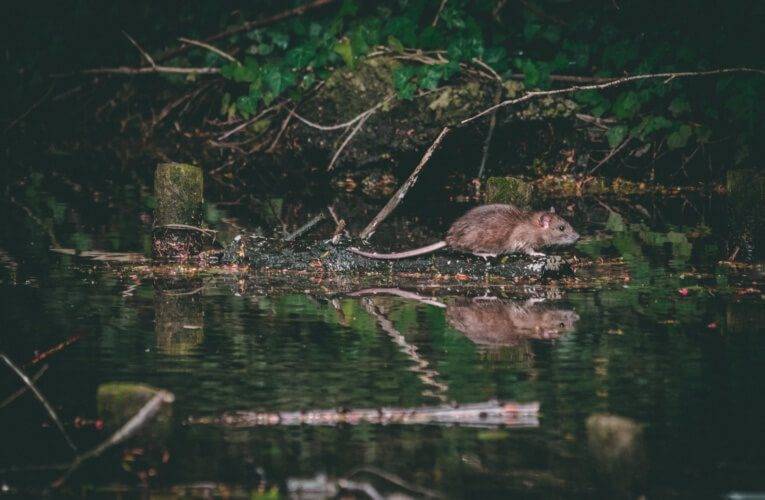 Podzimní deratizace v Budějcích začala