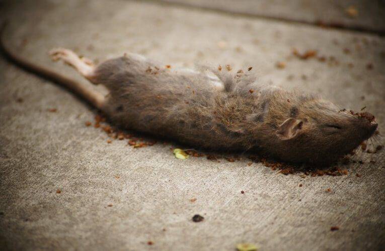 Po 20 letech se bude v Budějcích celoplošně deratizovat