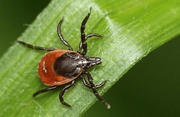 Hygienici na Jihu Čech již evidují první případy klíšťové encefalitidy a lymeské boreliózy