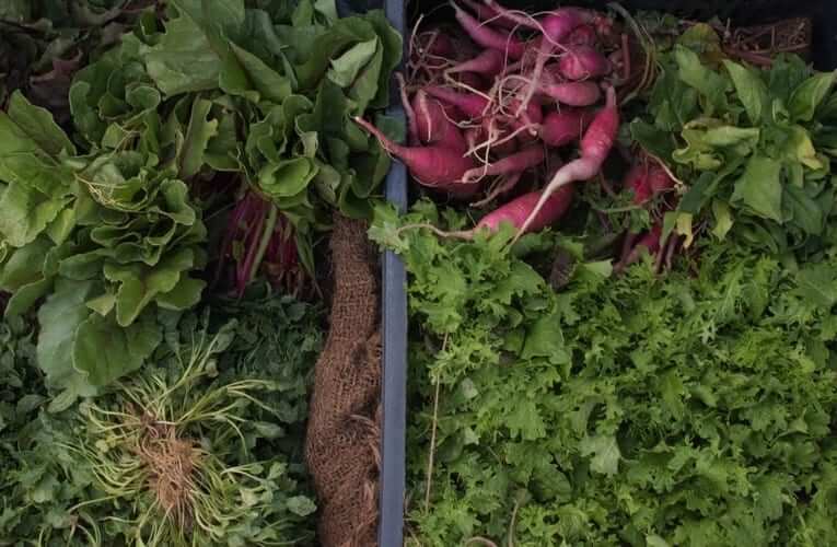 Na Piaristické náměstí se vrátí trhy od 23. 4. 2020