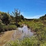 Přírodní rezervace Ruda u Kojákovic