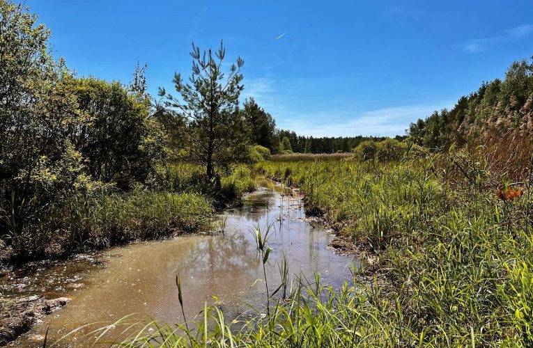 Přírodní rezervace Ruda u Kojákovic