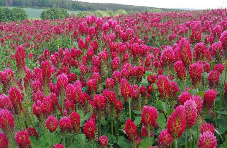 ‼INFO pro ty co se fotí v rozkvetlých polích‼