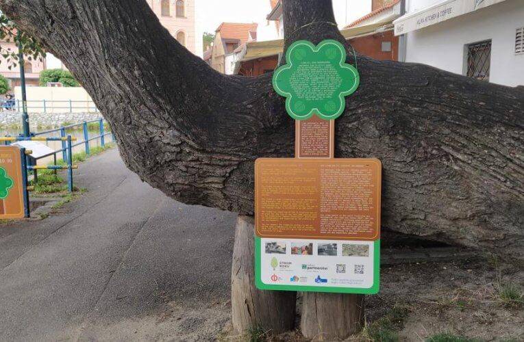 Budějovická lípa soutěží o strom roku