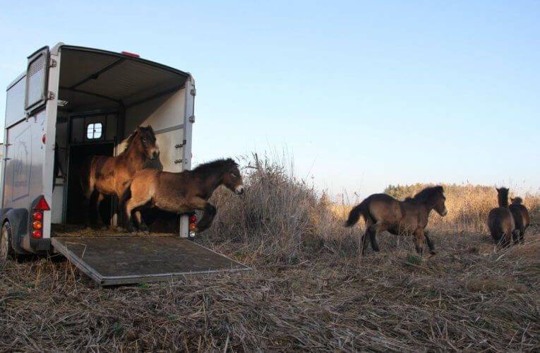 Divocí koně osídlili novou rezervaci na Třeboňsku