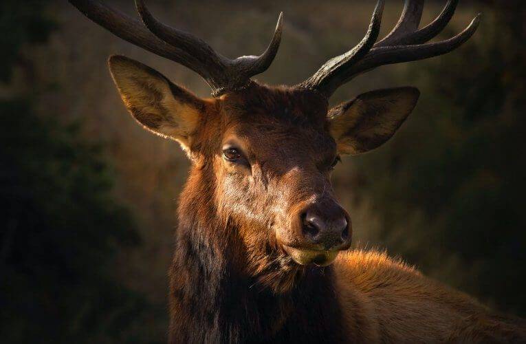 Kulovnici „vyfoukl“ jelen a další perličky