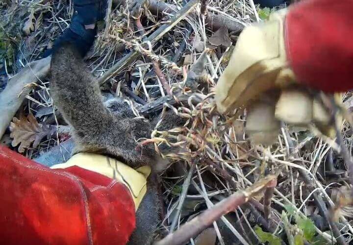 VIDEO: Městská policie zachránila srnce z provazů