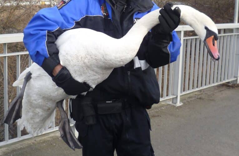 Strážníci zachraňovali labuť na Krumlovském mostě