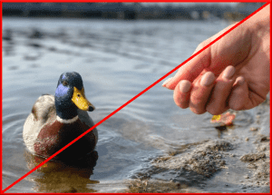 ptaci_chripka_kachna