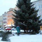 vaocni strom odvezen