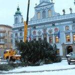 vaocni strom odvezen 3