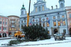 vaocni strom odvezen 3