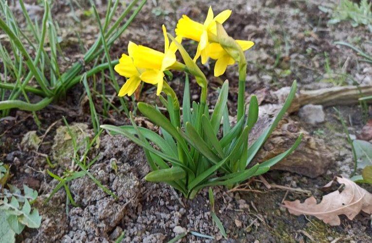 Další ročník soutěže Rozkvetlé město začne v květnu