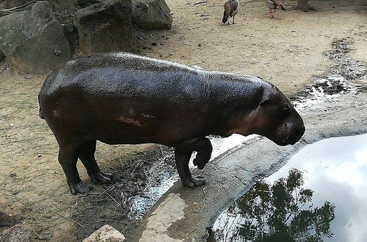 Kraj daruje Zoo ve Dvorci, Horní Pěně, Protivíně a Táboře celkem 800 tisíc korun jako kompenzace za ušlý zisk ze vstupného