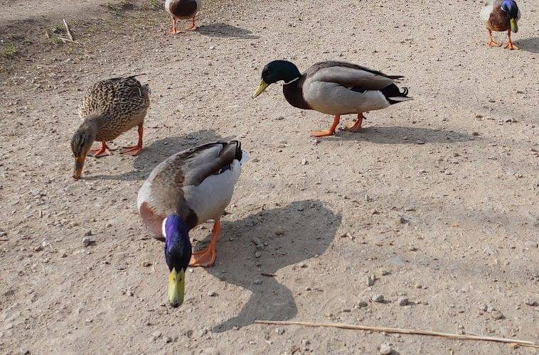 Upozornění na výskyt ptačí chřipky a povinnost chovatelů nahlásit chovy