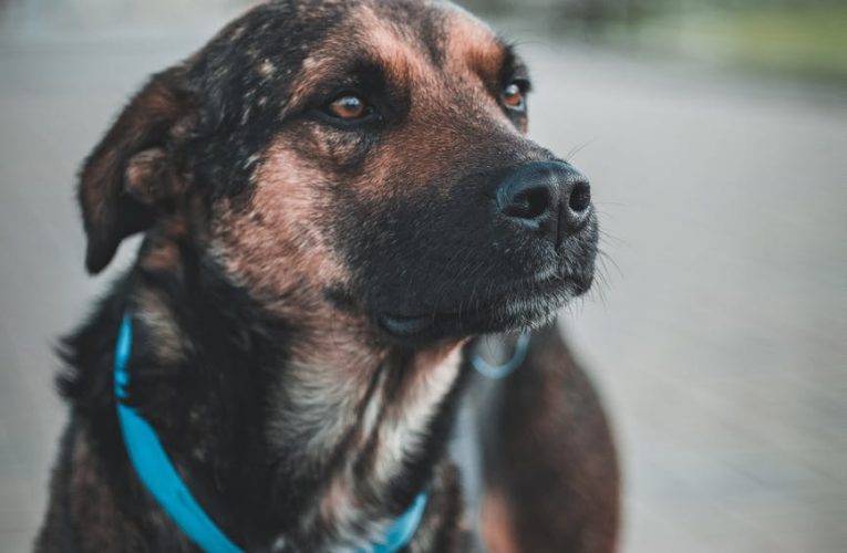 V nádrži našli utopeného psa s cihlou na krku