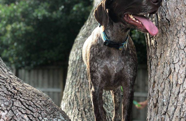 Ženu před znásilněním v Budějcích zachránil její pes