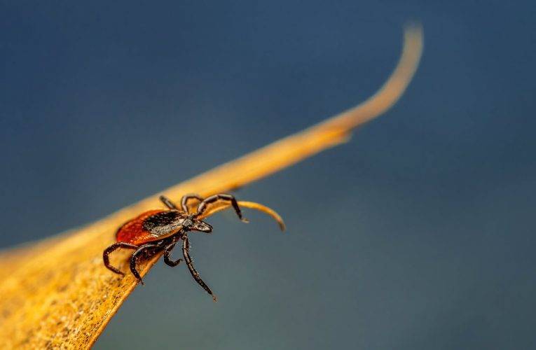 V kraji je 44 potvrzených případů lymeské boreliózy, aktivita klíšťat bude na středním až vysokém stupni