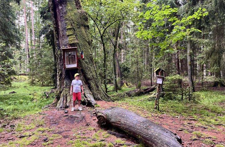 Žižkův dub – Hrůtov