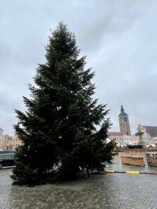 Jílovická jedle už zdobí budějovické náměstí Jílovická jedle