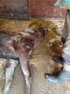 úhyn březí losice