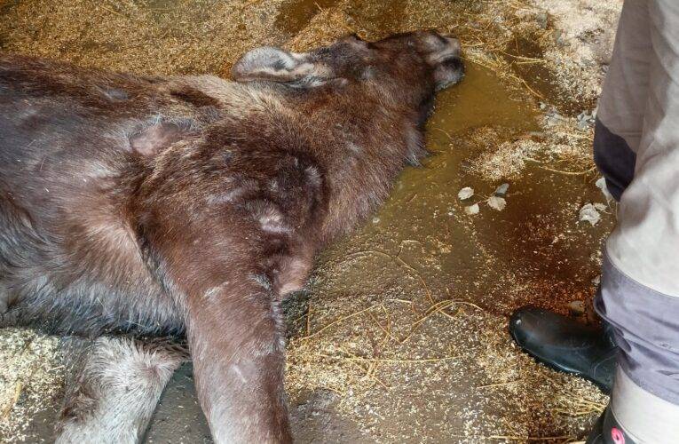 Neukáznění návštěvníci v Zoo Hluboká způsobili úhyn březí losice