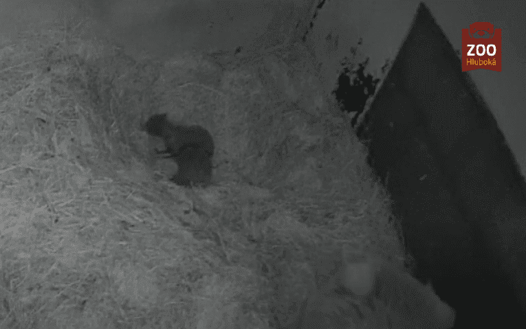 VIDEO: Prvními mláďaty roku 2023 v Zoo Hluboká jsou dvě mláďata medvěda plavého