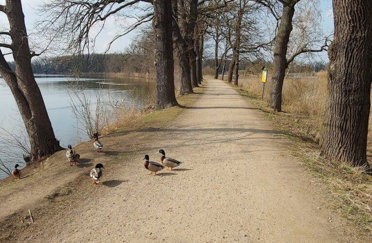 Pozor na ptačí chřipku. Objevila se u racků u Vrbenských rybníků
