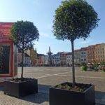 stromy na namesti 6-min