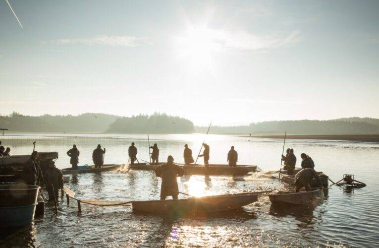 Startují oblíbené výlovy, rybáře čekají dva největší rybníky Rožmberk a Bezdrev
