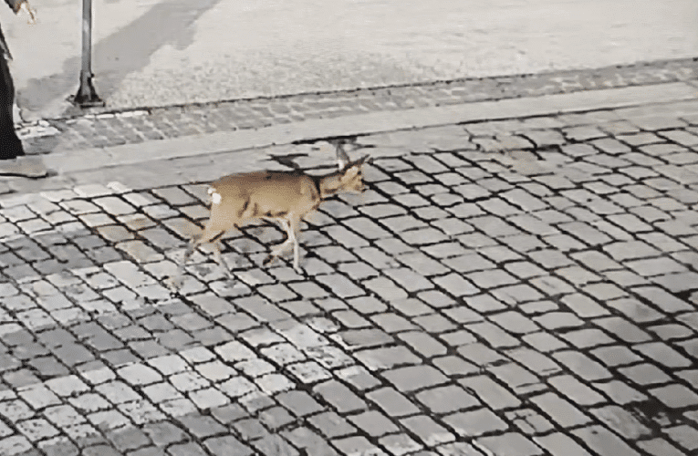 VIDEO: Strážníci odchytávali v centru města srnu.