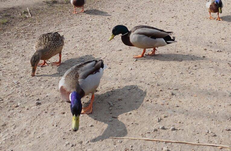 Nově potvrzená ptačí chřipka na Starohaklovském rybníku