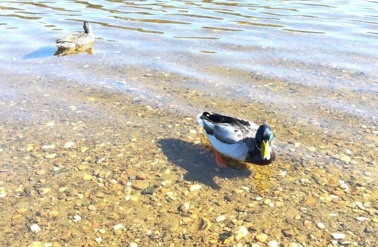 V Českých Budějovicích došlo k ojedinělému výskytu ptačí chřipky.