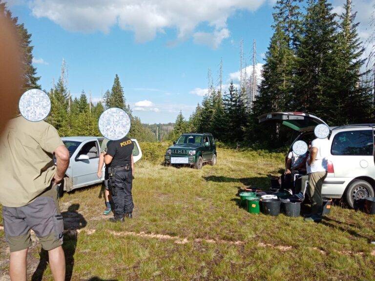 sberaci boruvek 3-min