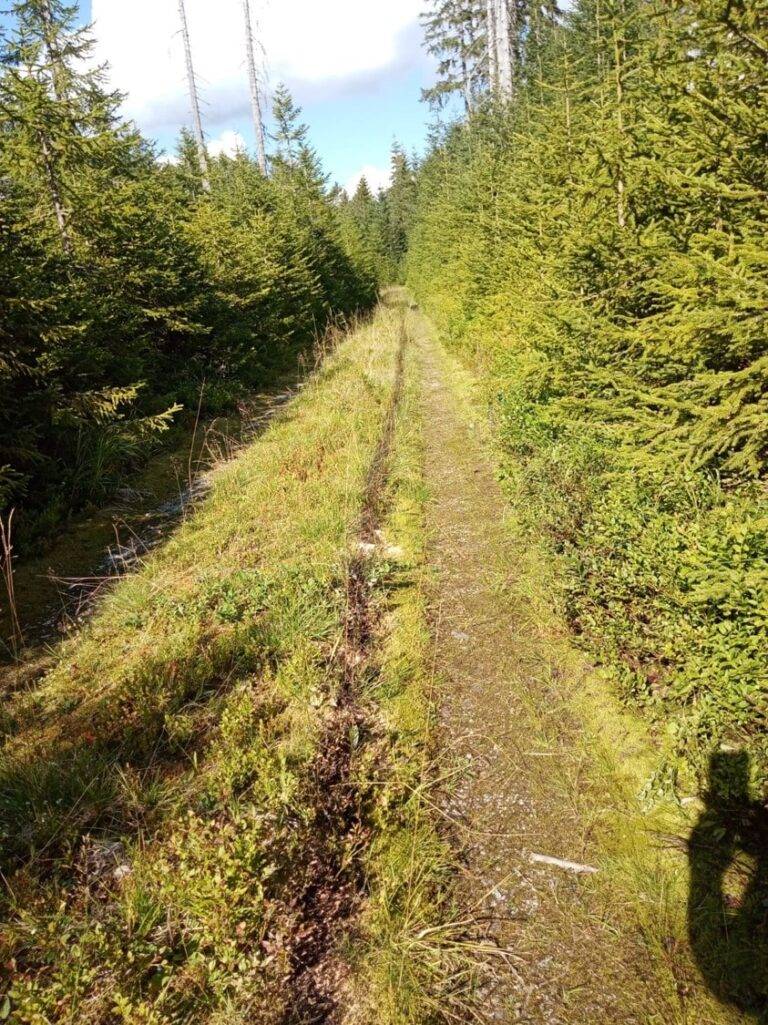 sberaci boruvek 6-min