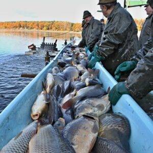 Výlov_Třeboňsko-min