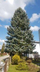 strom vanoce 2024-min