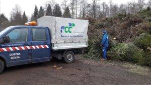 Svoz vánočních stromků už začal - harmonogram svoz stromku-min