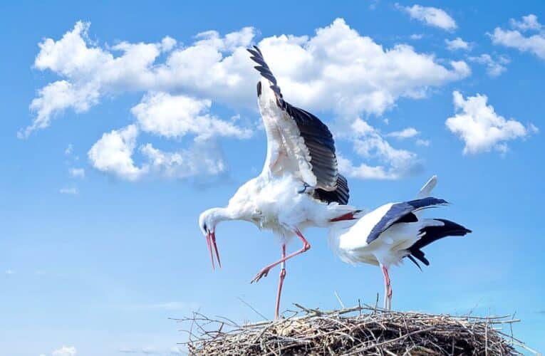 Čápi přilétají do Česka. Zapojte se do jejich sčítání