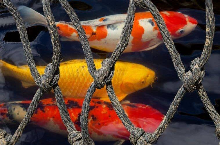 Pachatel – rybář – odvezl KOI kapry ze zahrady rodinného domu.