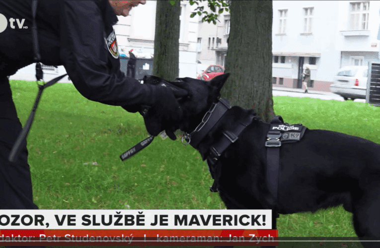 Reportáž Jihočeské televize – Městská policie České Budějovice představuje služebního psa Mavericka