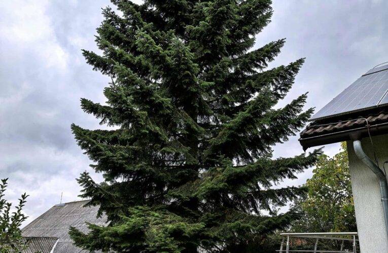 Náměstí v Českých Budějovicích ozdobí krásný vánoční strom ze Starých Hodějovic