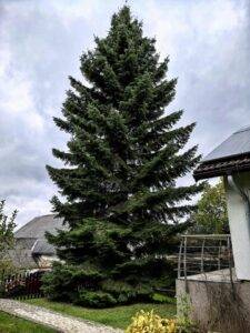 Vánoční okrasná jedle ozdobí náměstí už v neděli strom