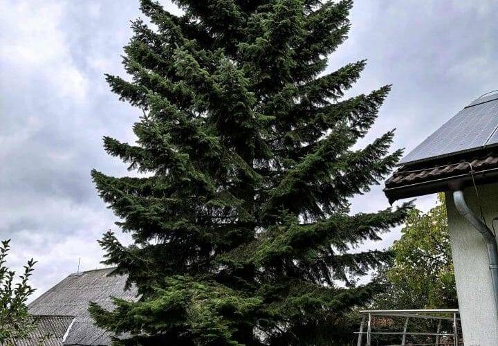 Vánoční okrasná jedle ozdobí náměstí už v neděli